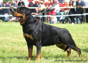 NOVA Angaros (MAXI Marstal x&nbsp;LACKY von der Südpfalz)