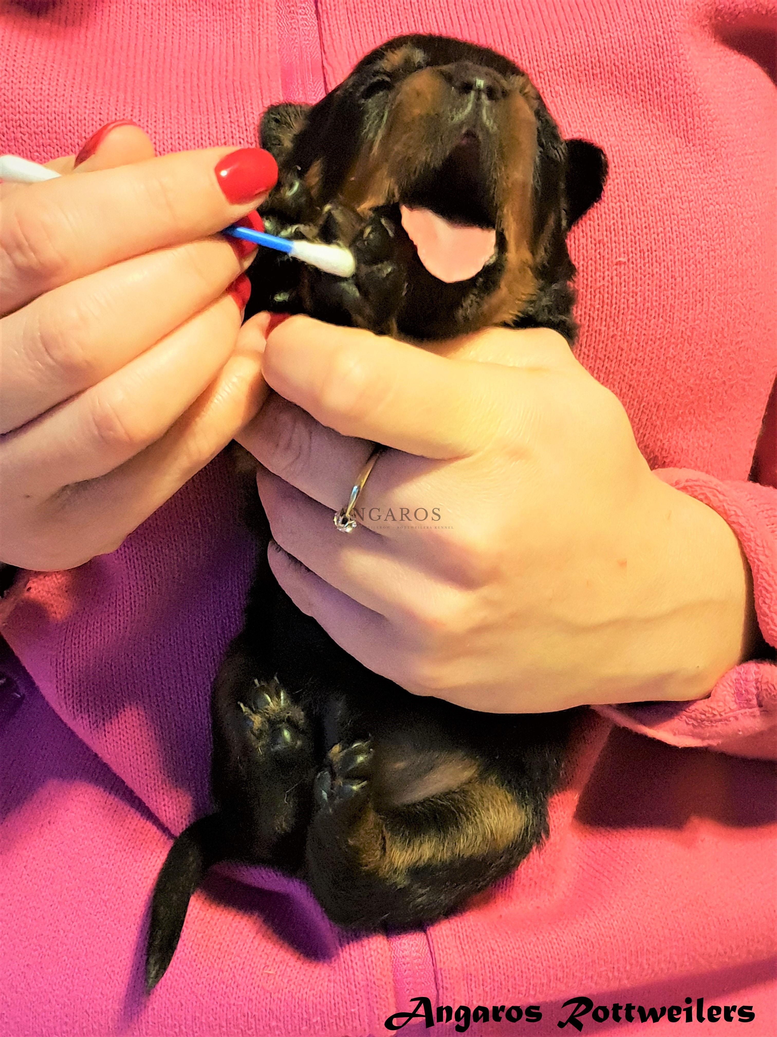 Maluchy z motu „M” ANGAROS zakończyły wczesną stymulację neurologiczną! | Rottweiler - Hodowla Rottweilerów Angaros - Rottweilers - Rottweilery
