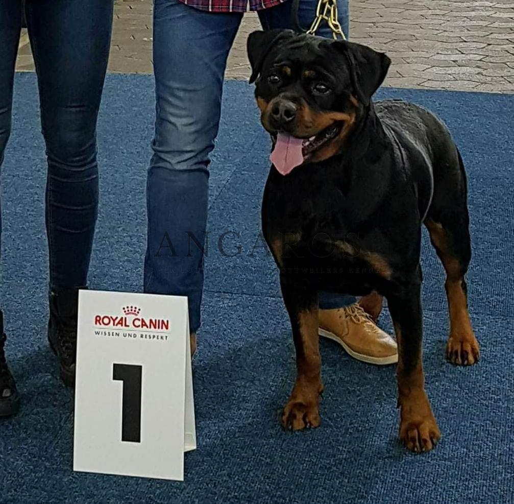 MELA Darel Zwyciężczynią Rankingu Wystawowego Klubu Rottweilera w Polsce za 2018 rok !!! | Rottweiler - Hodowla Rottweilerów Angaros - Rottweilers - Rottweilery