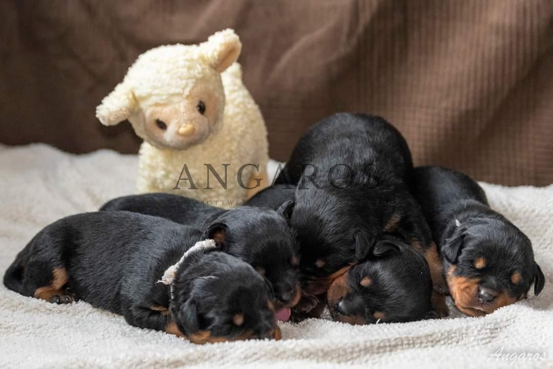Z ogromną radością informuję, iż w dniu 02.03.2022 r. przyszły na świat szczenięta z długo oczekiwanego skojarzenia! Urodziło się 5 piesków i 3 sunie. | Rottweiler - Hodowla Rottweilerów Angaros - Rottweilers - Rottweilery