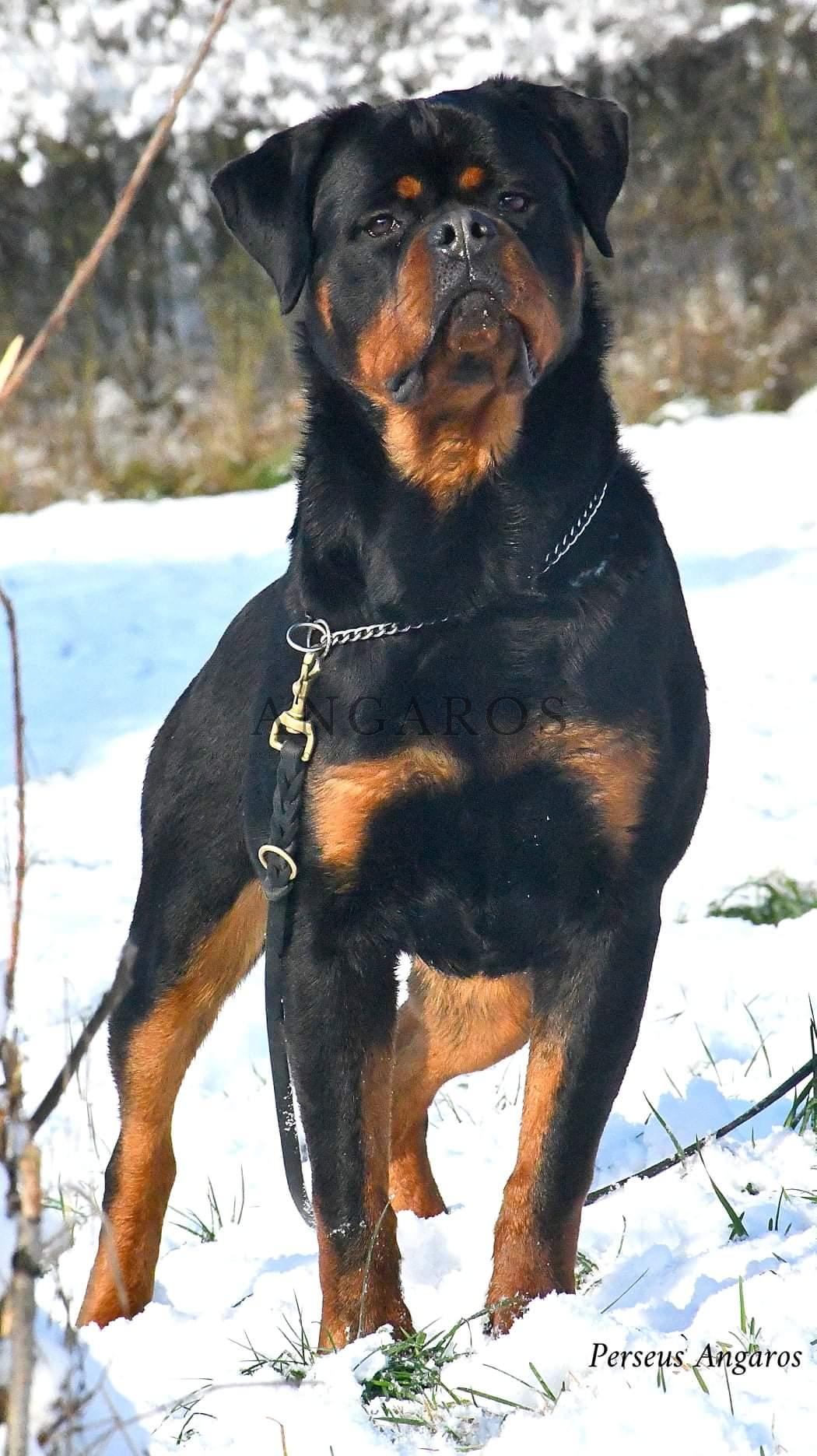 W zimowej scenerii przepiękny młodzieżowy rottweiler – PERSEUS Angaros w wieku 10 miesięcy! | Rottweiler - Hodowla Rottweilerów Angaros - Rottweilers - Rottweilery