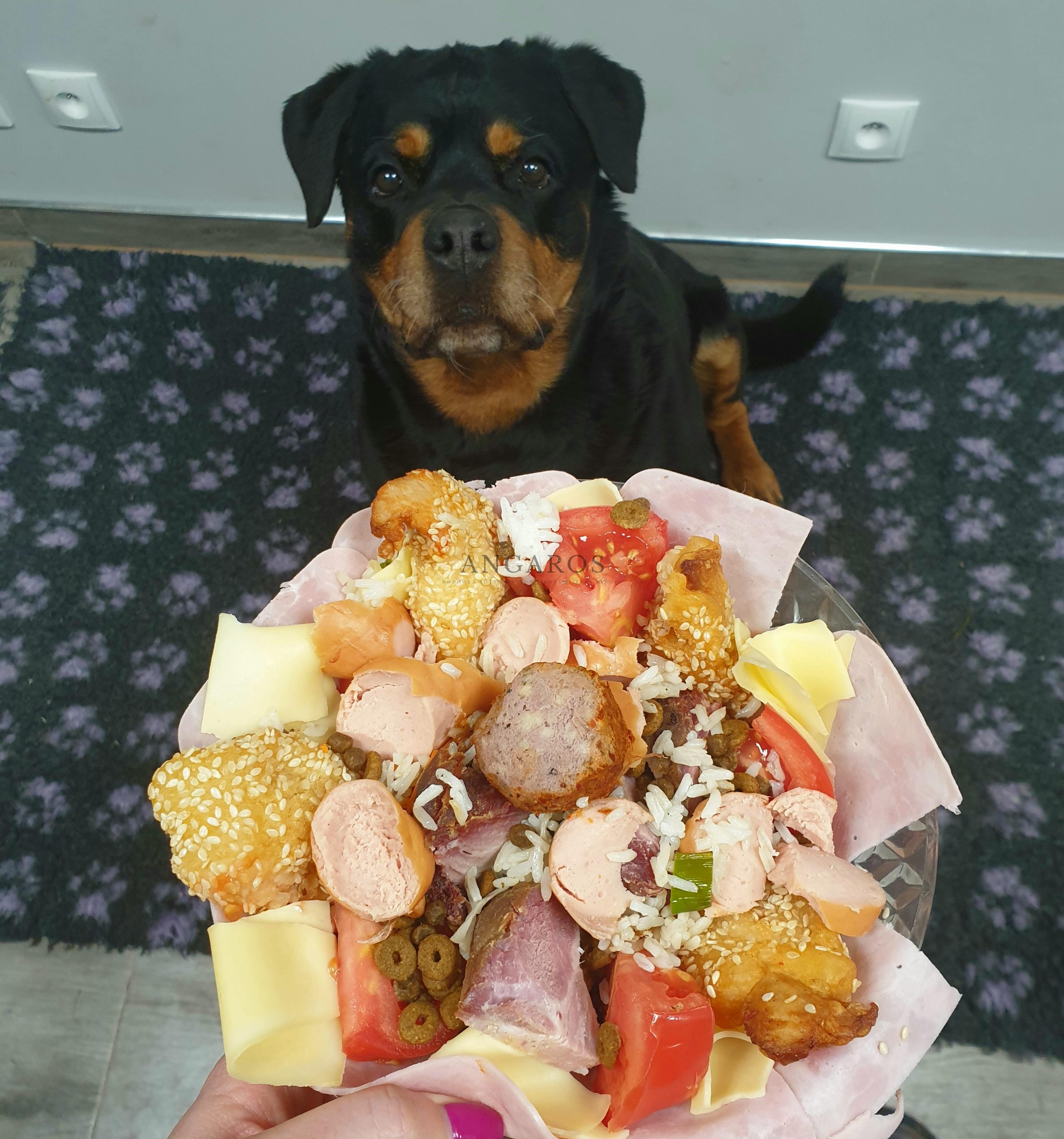 Nasza kochana NOVA Angaros (babcia miotu S) obchodziła wczoraj 10 urodziny! | Rottweiler - Hodowla Rottweilerów Angaros - Rottweilers - Rottweilery