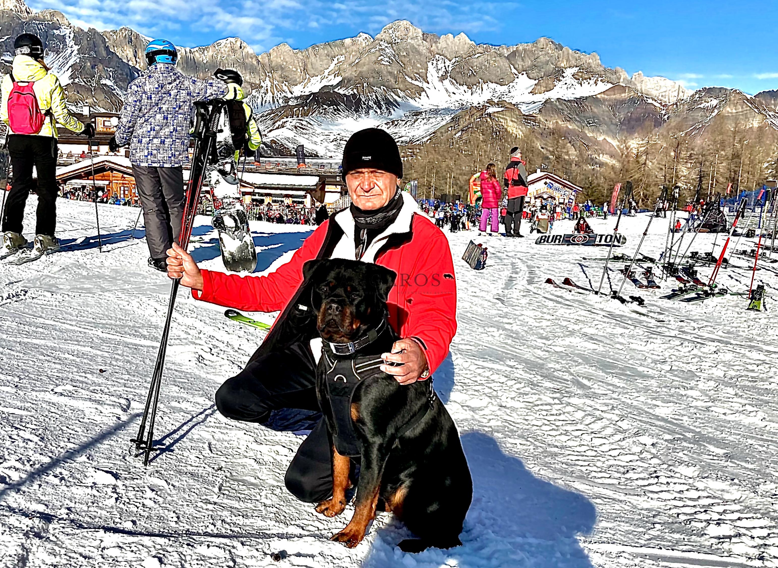 Szczęśliwego Nowego Roku! Na zdjęciu przepiękna MAX MARA Angaros wraz ze swoim ukochanym Panem w Dolomitach! | Rottweiler - Hodowla Rottweilerów Angaros - Rottweilers - Rottweilery