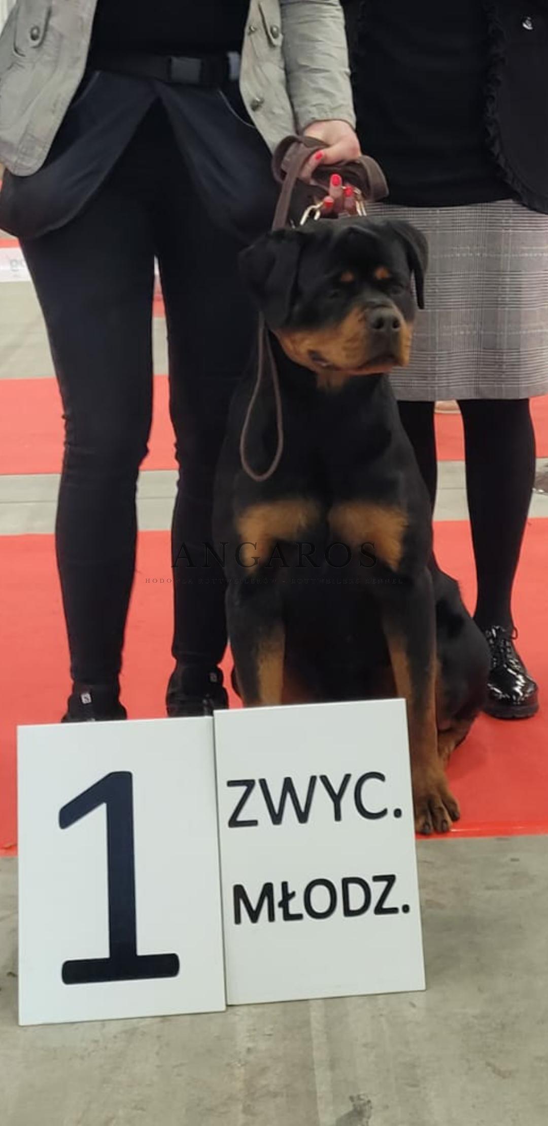 SEPHORA Angaros Młodzieżową Zwyciężczynią Polski 2022 !!! | Rottweiler - Hodowla Rottweilerów Angaros - Rottweilers - Rottweilery
