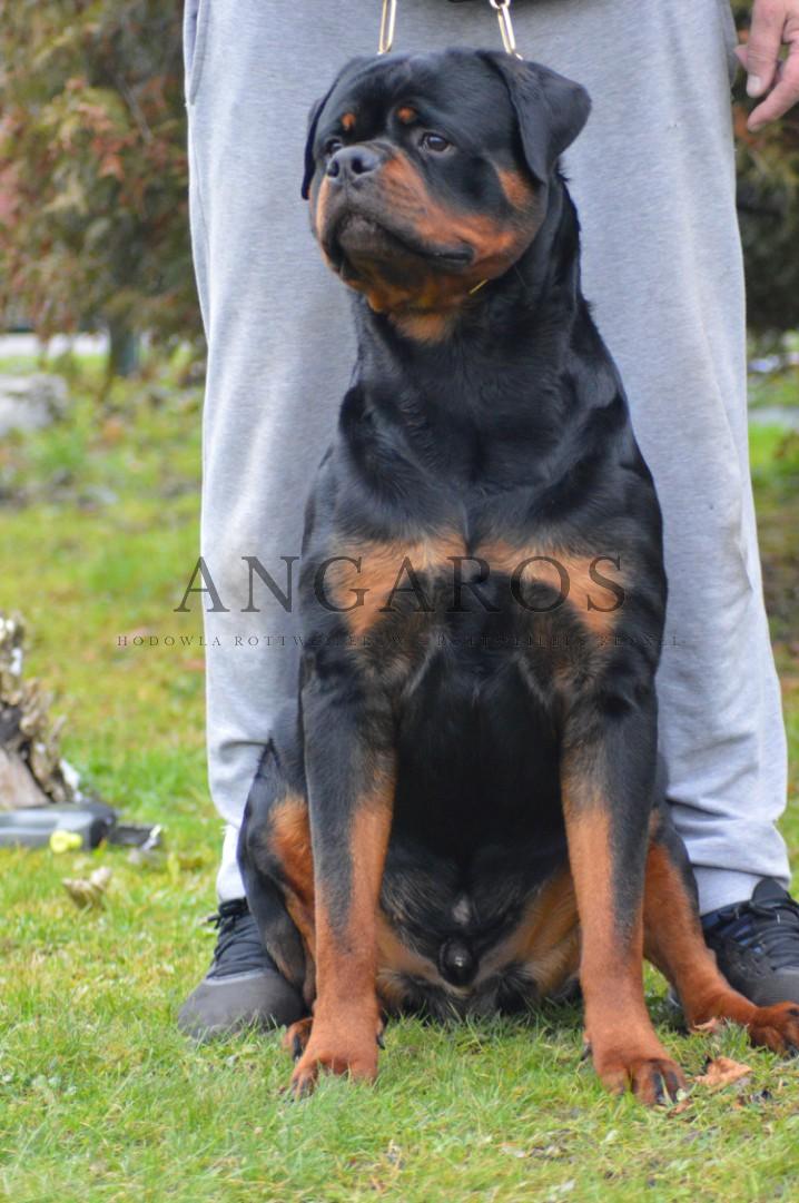 Świetne wiadomości od właścicieli SERGIA! SERGIO SANTOS Angaros zdał testy psychiczne na najwyższą ilość punktów 5/5! | Rottweiler - Hodowla Rottweilerów Angaros - Rottweilers - Rottweilery