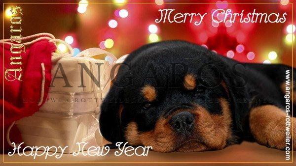 Wesołych Świąt i Szczęśliwego Nowego Roku 2023 ! Dla całej rodziny ANGAROS, a także wszystkich miłośników i sympatyków rasy Rottweiler – życzą Magda i Zbyszek z ANGAROSAMI ! | Rottweiler - Hodowla Rottweilerów Angaros - Rottweilers - Rottweilery