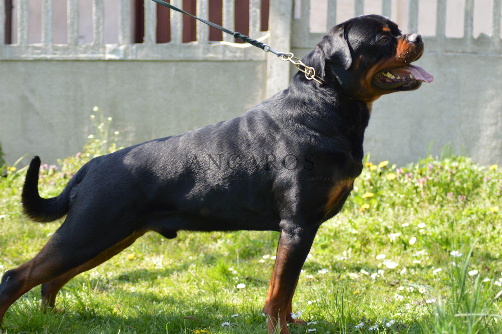 Kolejny ANGAROS całkowicie wolny od chorób genetycznych trapiących Rottweilery! | Rottweiler - Hodowla Rottweilerów Angaros - Rottweilers - Rottweilery