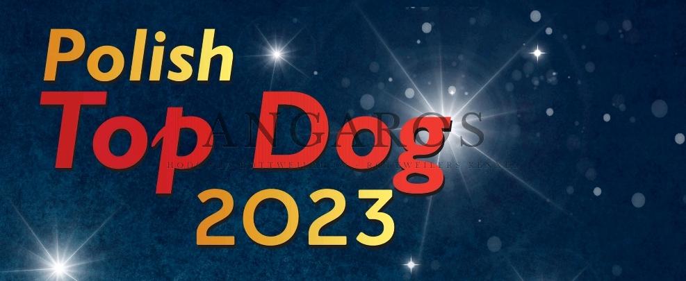 Polish Top Dog 2023 – ODO Angaros Najlepszym Młodzieżowym Psem rasy Rottweiler w 2023 roku ! | Rottweiler - Hodowla Rottweilerów Angaros - Rottweilers - Rottweilery