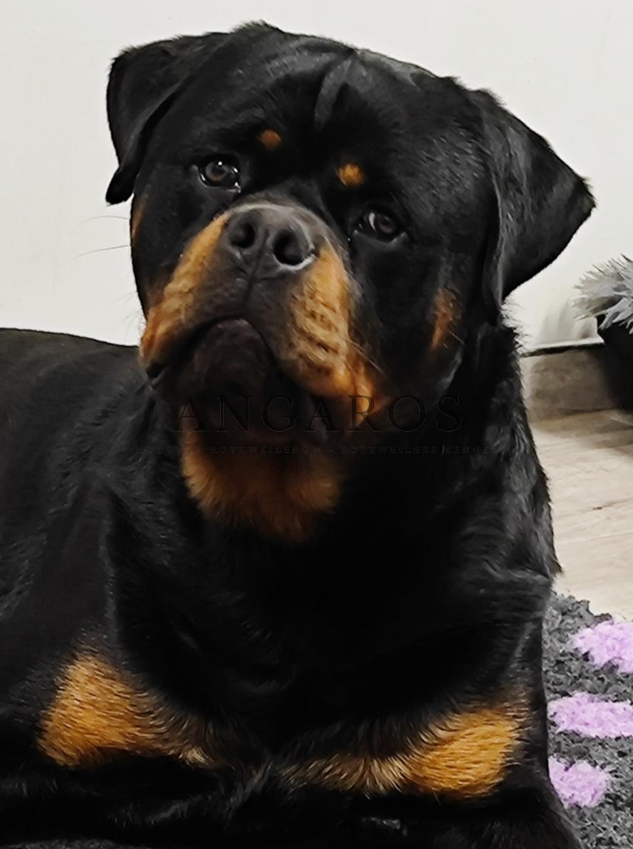 VITUS von der Alten Festung | Rottweiler - Hodowla Rottweilerów Angaros - Rottweilers - Rottweilery