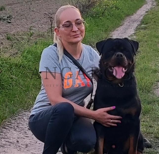 Przyszedł czas, aby przedstawić naszego najmłodszego rottweilera w stadzie. VITUS przyjechał do nas z Chorwacji. Jest moją ogromną nadzieją hodowlaną. Jest synem Zwycięzcy Świata IFR’ 24. Już niebawem będzie miał status reproduktora. | Rottweiler - Hodowla Rottweilerów Angaros - Rottweilers - Rottweilery