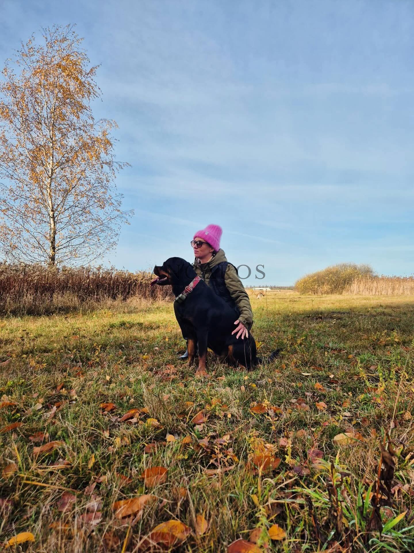 W jesiennej scenerii VICTORIA SECRET Angaros (po domowemu ROYA) w wieku 2 lat | Rottweiler - Hodowla Rottweilerów Angaros - Rottweilers - Rottweilery