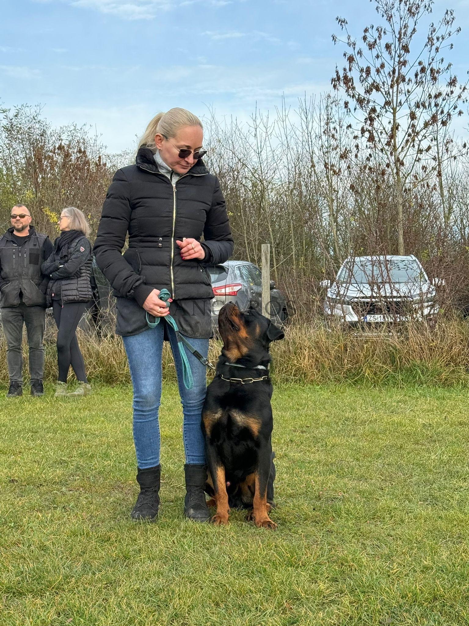 W minioną sobotę nasz najmłodszy Rottweiler w stadzie VITUS von der Alten Festung zdał testy psychiczne z maksymalną ilością punktów 5/5. | Rottweiler - Hodowla Rottweilerów Angaros - Rottweilers - Rottweilery