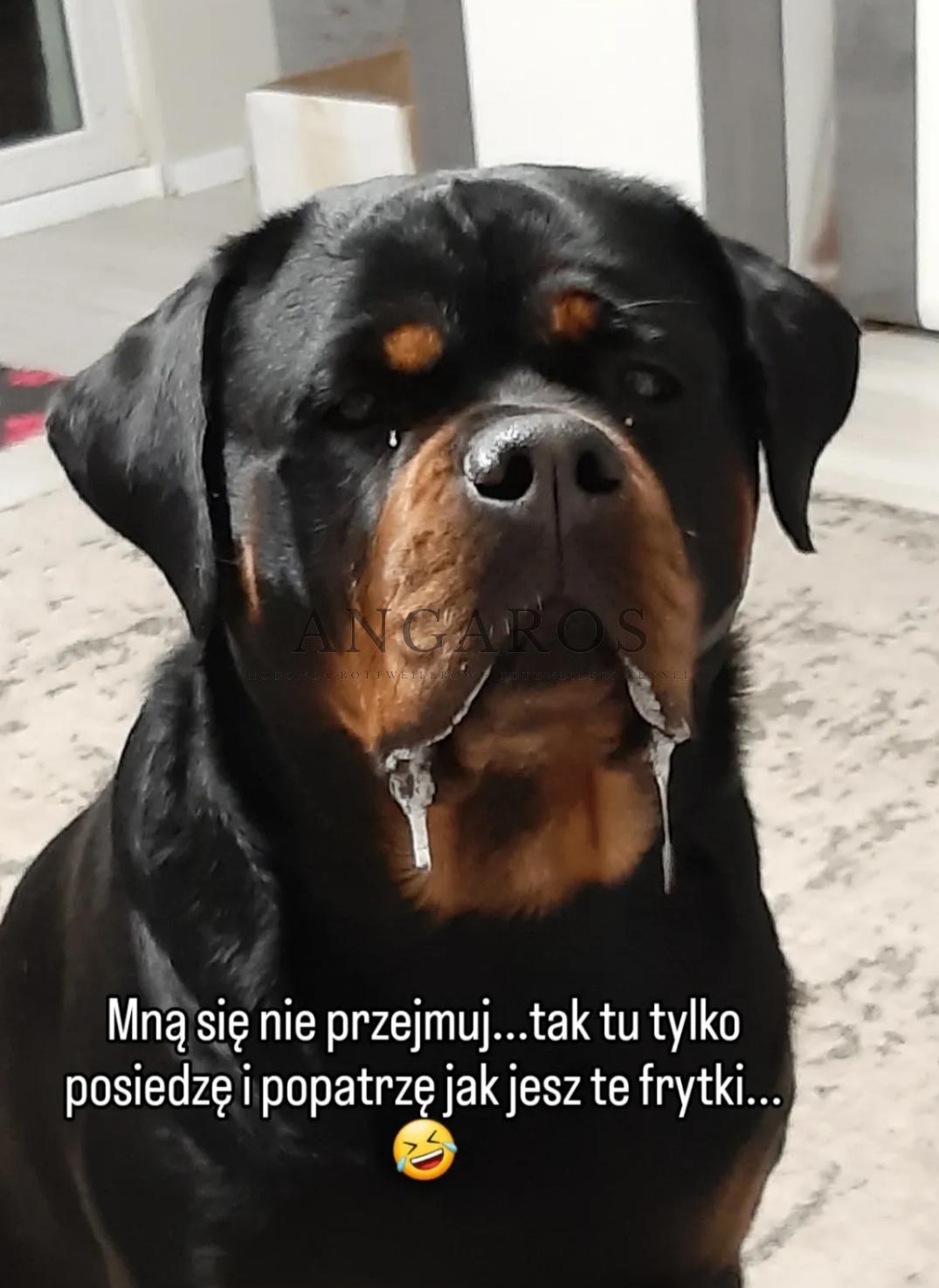 OHANA Angaros życzy wszystkim miłego weekendu. | Rottweiler - Hodowla Rottweilerów Angaros - Rottweilers - Rottweilery
