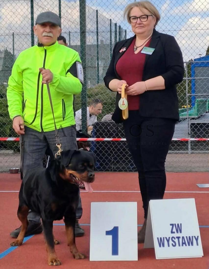 Krajowa Wystawa Psów Rasowych Skępe 22.03.2026 r, sędzia: Klaudia Łukasiewicz (PL) | Rottweiler - Hodowla Rottweilerów Angaros - Rottweilers - Rottweilery