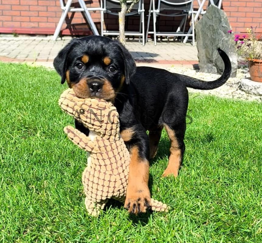 Nasze szczenięta rottweilery ANGAROS z miotu „W” już w nowych domach. | Rottweiler - Hodowla Rottweilerów Angaros - Rottweilers - Rottweilery