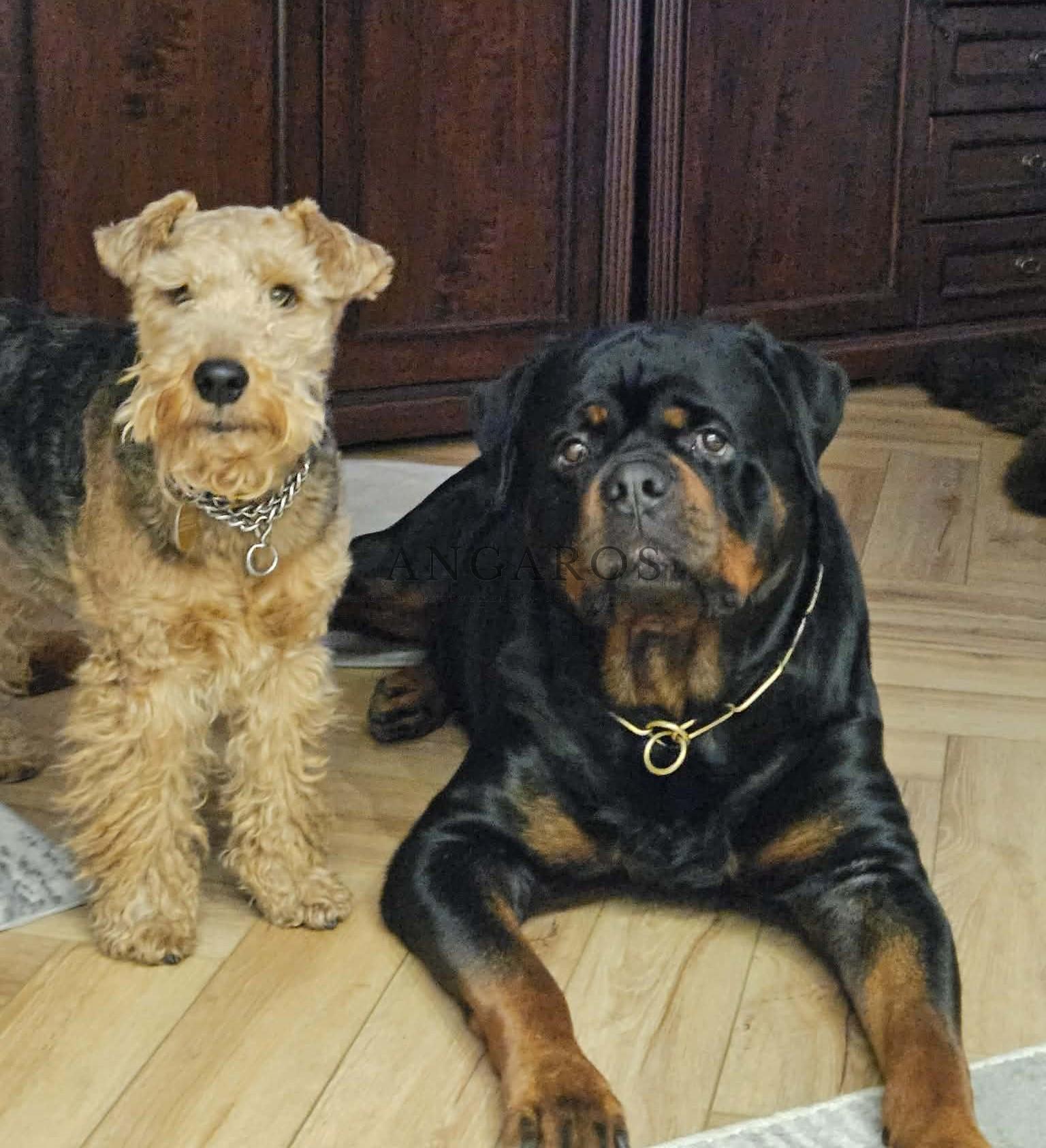 Piękno codzienności. Najnowsze ujęcia rottweilerów z naszej hodowli spędzających szczęśliwe chwile u boku swoich ludzi. | Rottweiler - Hodowla Rottweilerów Angaros - Rottweilers - Rottweilery