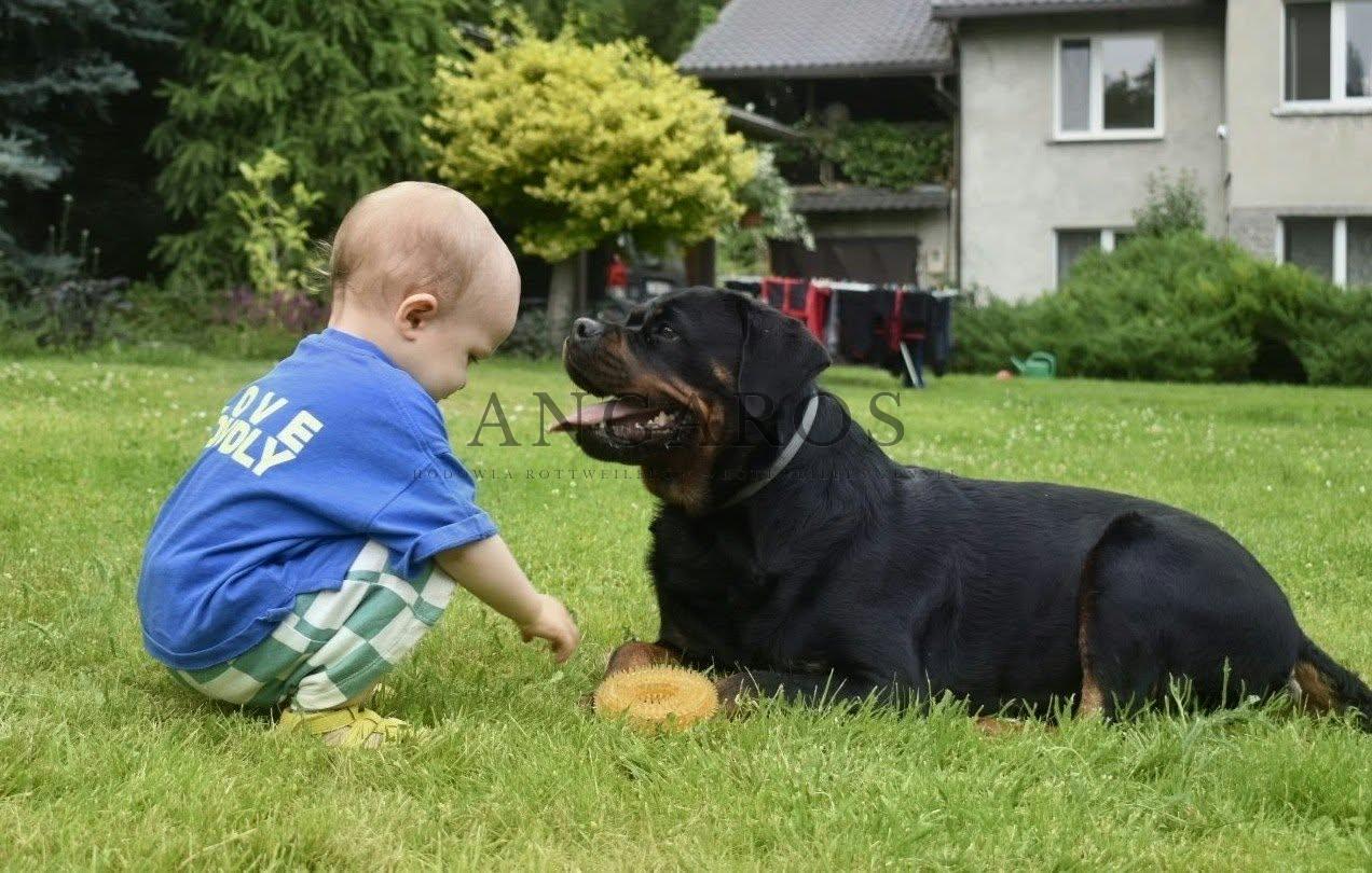 Rottweiler i dziecko – trzyletnia VENDETTA Angaros z najmłodszym członkiem rodziny. | Rottweiler - Hodowla Rottweilerów Angaros - Rottweilers - Rottweilery