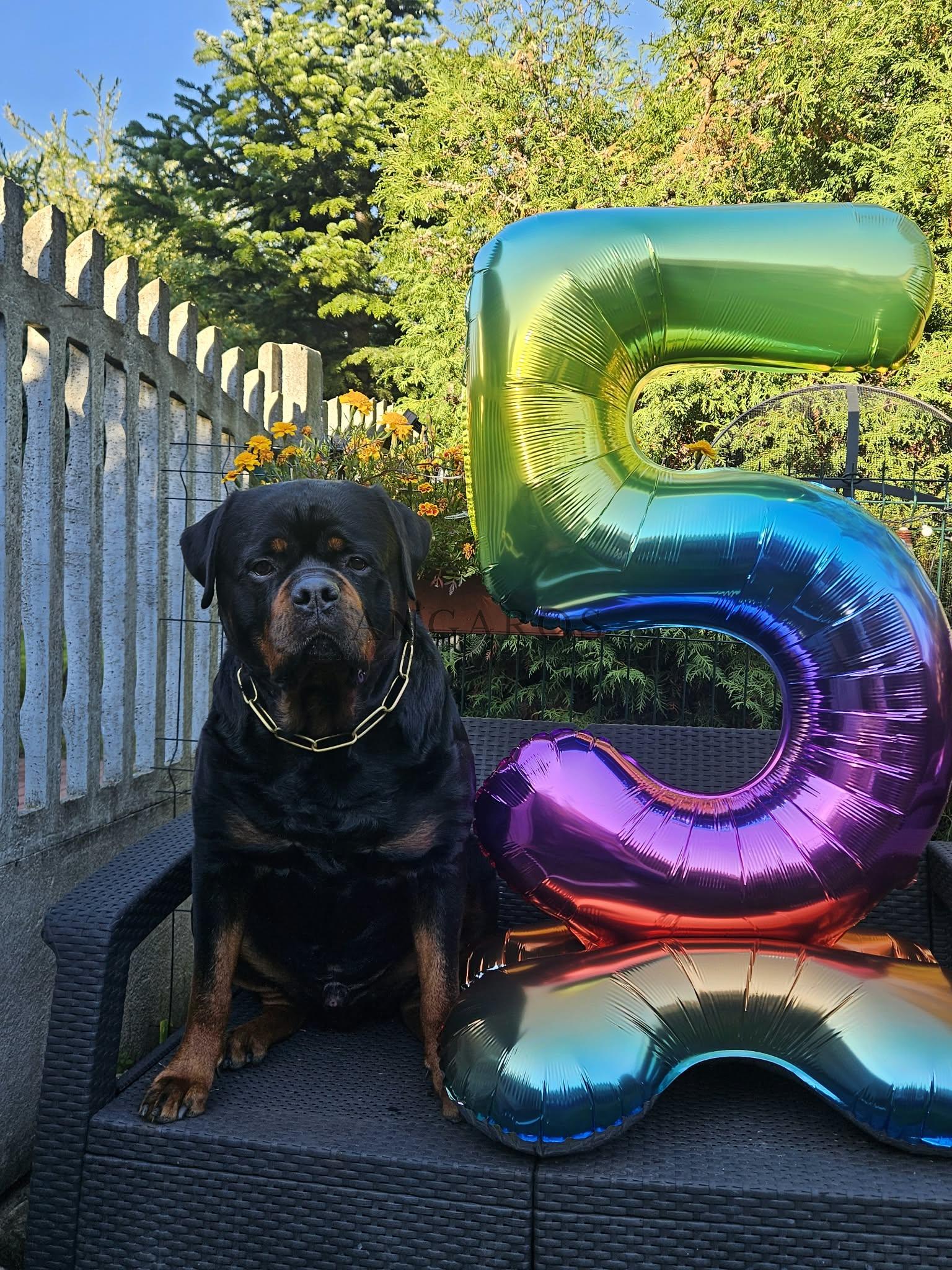 SERGIO SANTOS Angaros w urodzinowym klimacie :-) | Rottweiler - Hodowla Rottweilerów Angaros - Rottweilers - Rottweilery