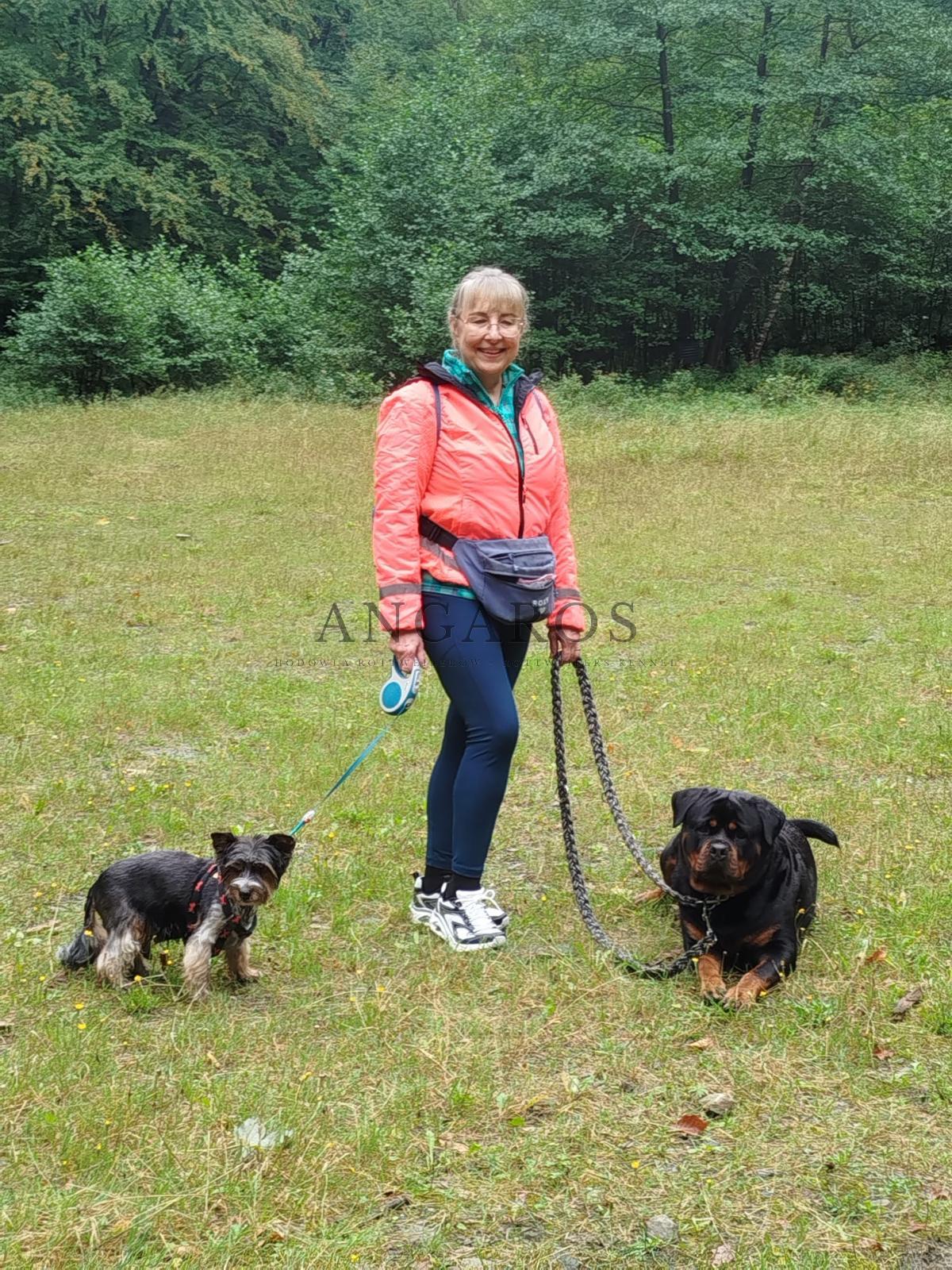 Spacerowo w Dolinie Wapienicy UMBRA Angaros z kumplem Merlinkiem i najwspanialszą przewodniczką Panią Bogną. | Rottweiler - Hodowla Rottweilerów Angaros - Rottweilers - Rottweilery